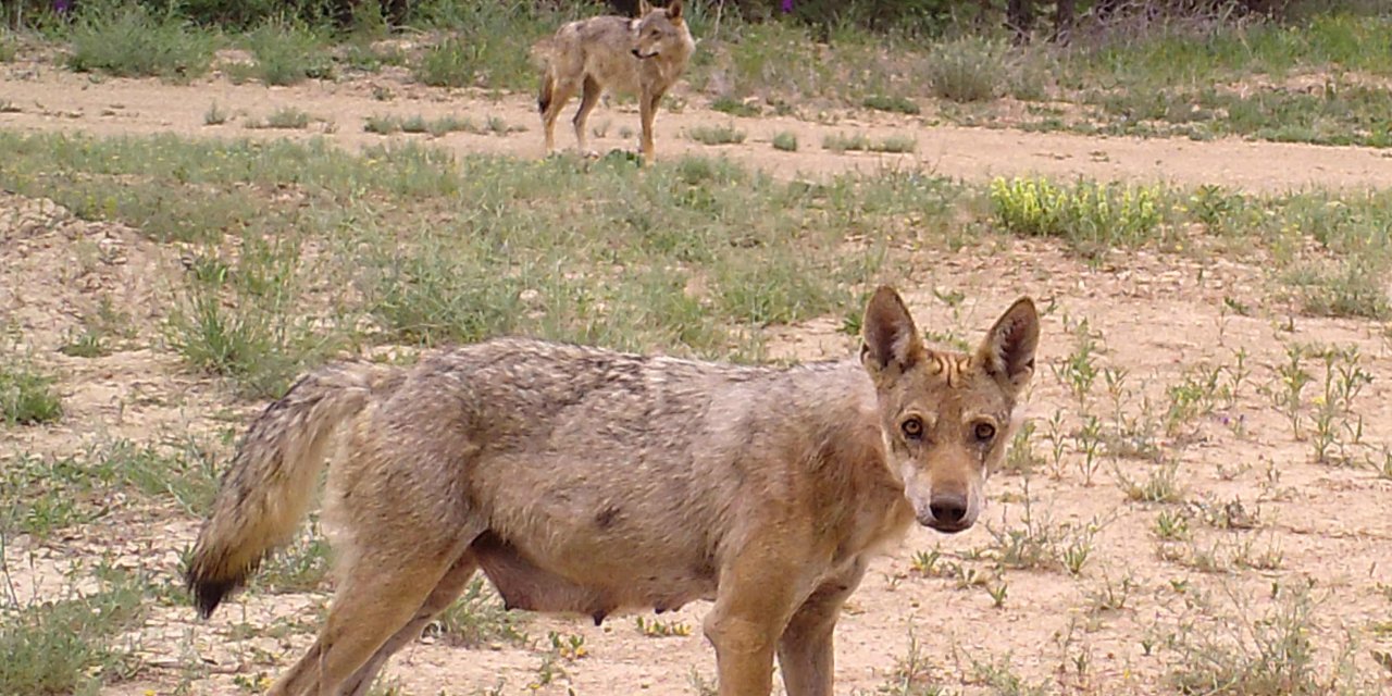 Yaban hayatının izleri takip ediliyor