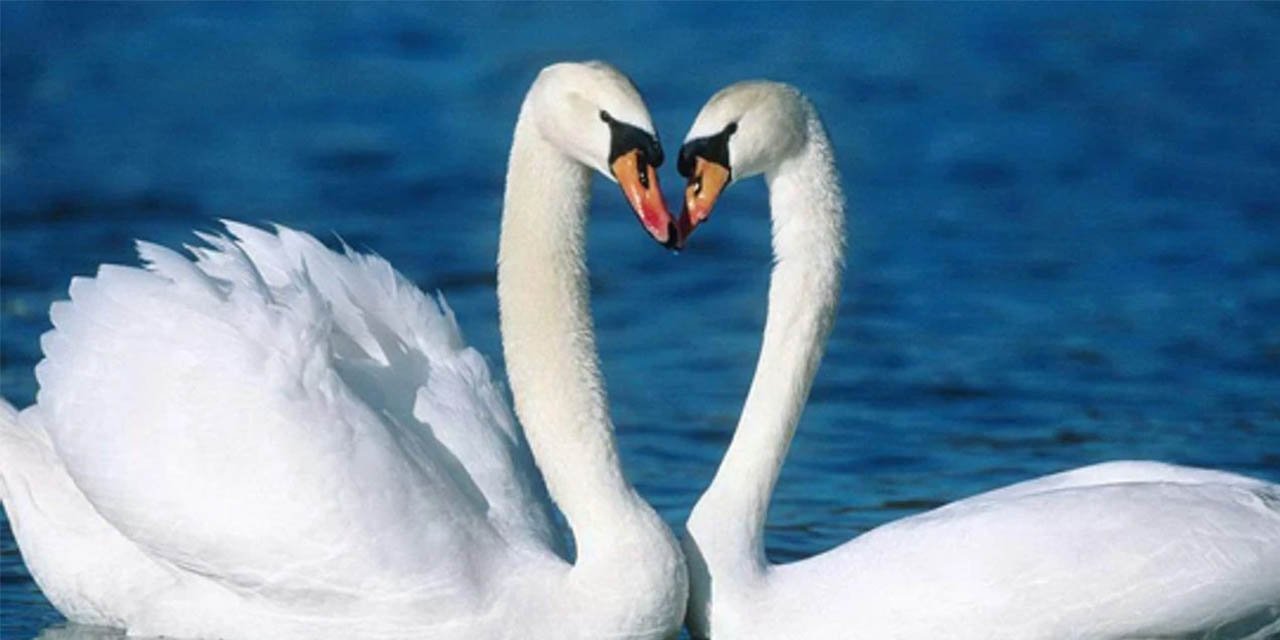 Kırıkkale'nin Kuğularının isimleri belli oldu