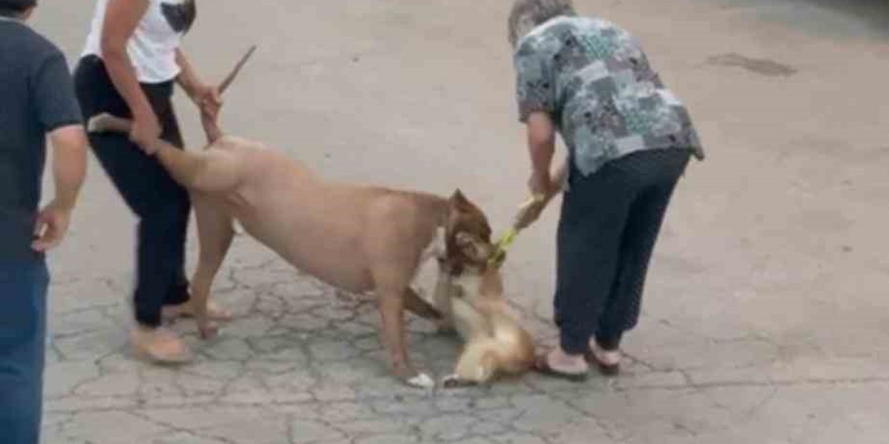 Ağızlıksız dolaştırılan pitbull, hem köpeğe hem de kendi sahibine saldırdı