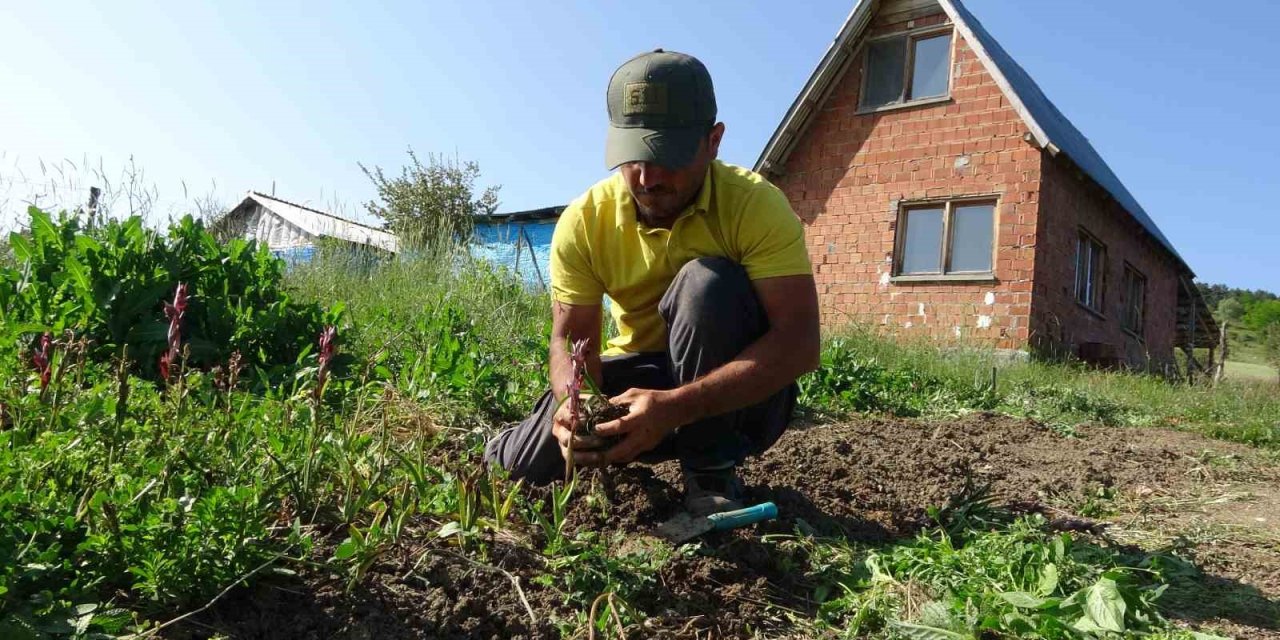 Kastamonu’da 30 dekarda yetiştirilen salebin hasadı sürüyor