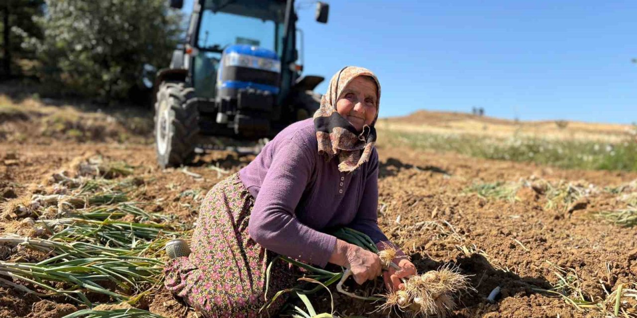 Dünyaca ünlü Taşköprü sarımsağında hasat dönemi başladı