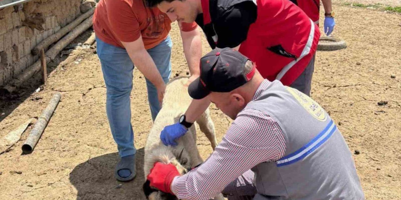 Sahipli hayvanlar için kuduz aşısı ve mikroçip uygulaması devam ediyor