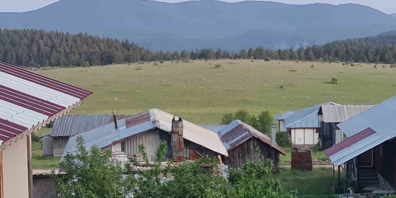 Ankara’da yılkı atları kameralara yakalandı