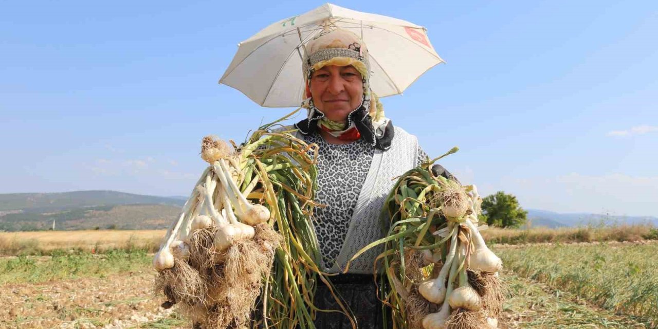 Kadın işçilerin kavurucu sıcakta zorlu Taşköprü sarımsağı mesaisi