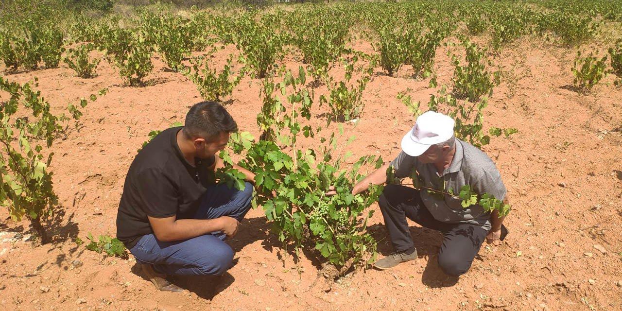 Bağ alanları hastalıklara karşı denetlendi
