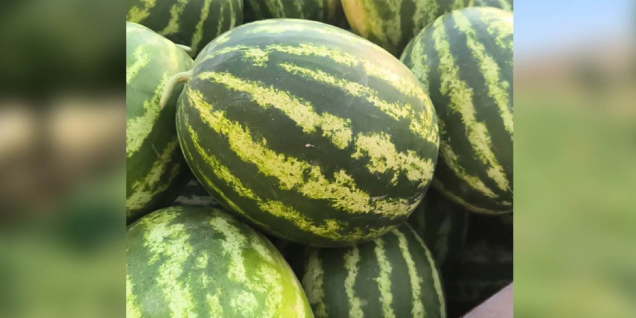 Delice’de karpuz hasadı başladı