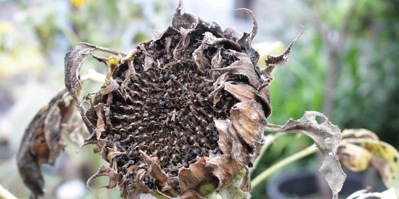 TZOB Başkanı Bayraktar: "Ayçiçeği üretimimiz kuraklıktan etkilenmiş görünüyor"