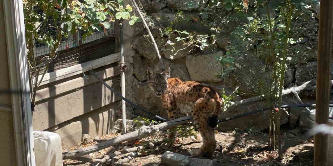 Evin bahçesine giren vaşak paniğe yol açtı