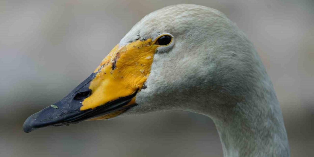 Kırıkkale’de Şehitler Parkı’nın simgesi: Zarif ve Zarife