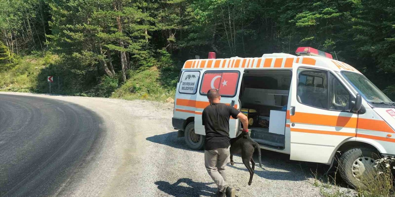 8 metre derinliğindeki rögara düşen köpekler kurtarıldı