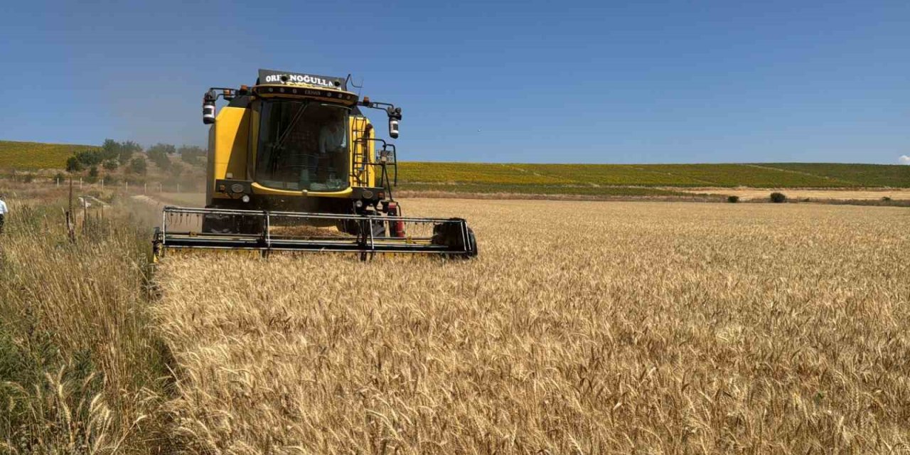Çorum Belediyesi’nden 80 dönümlük buğday tarlasında hasat başladı