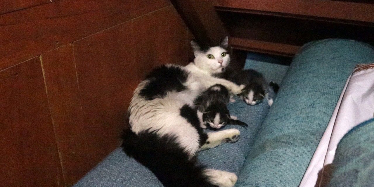 Kedi yavruları ile camiye sığındı
