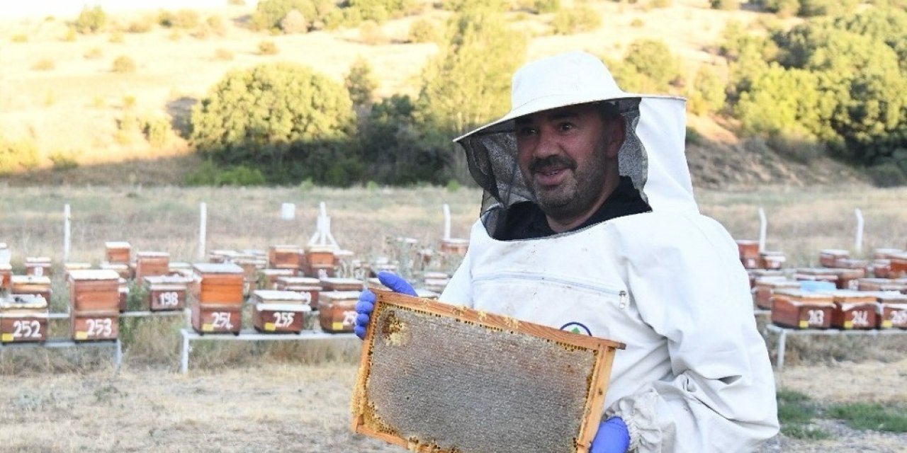 Pursaklar’da bal hasadı başladı