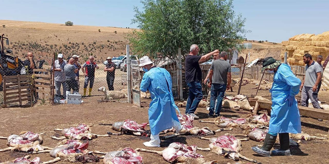 Bahşılı’da korkunç olay! Yüzlercesi telef oldu!