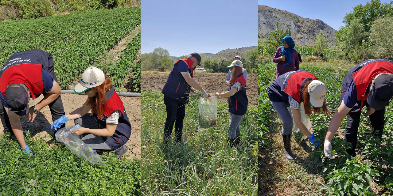 Organik tarımda denetimler yapılıyor