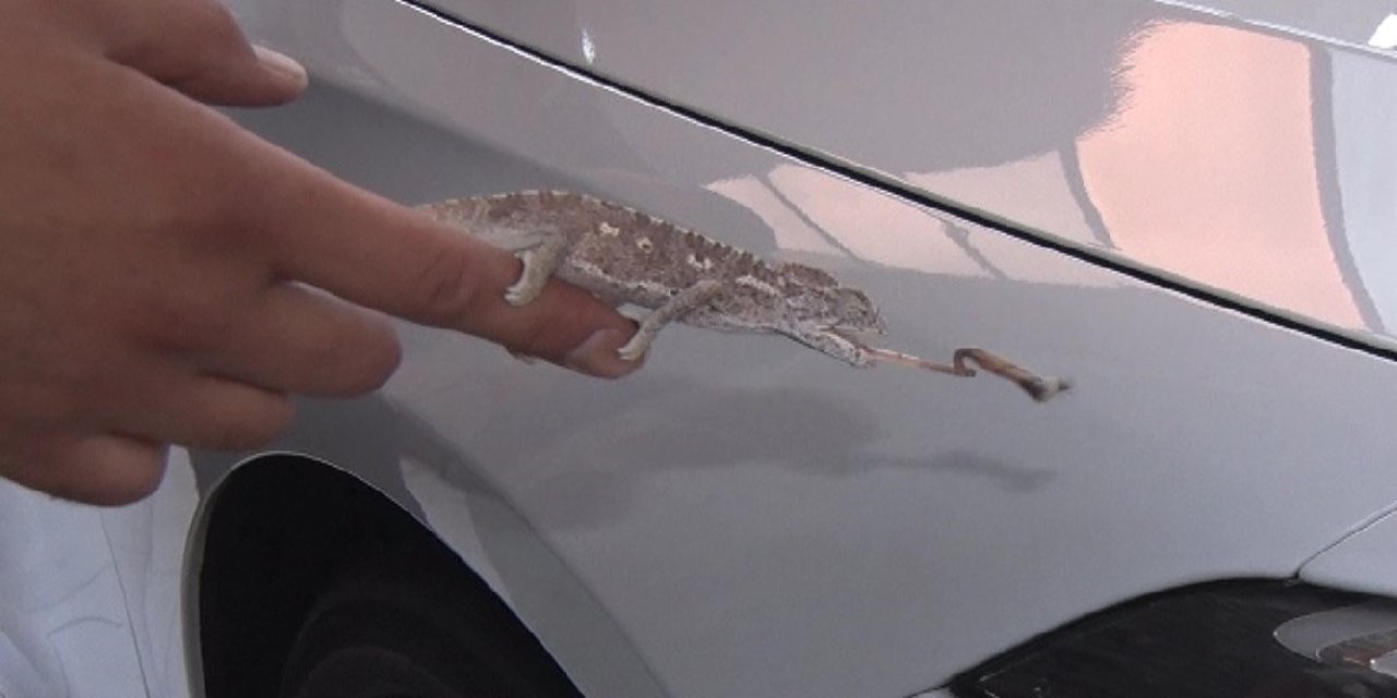 Orman yangınlarında yaralı bulunan ’Renkli’ye sosyal medyada büyük ilgi