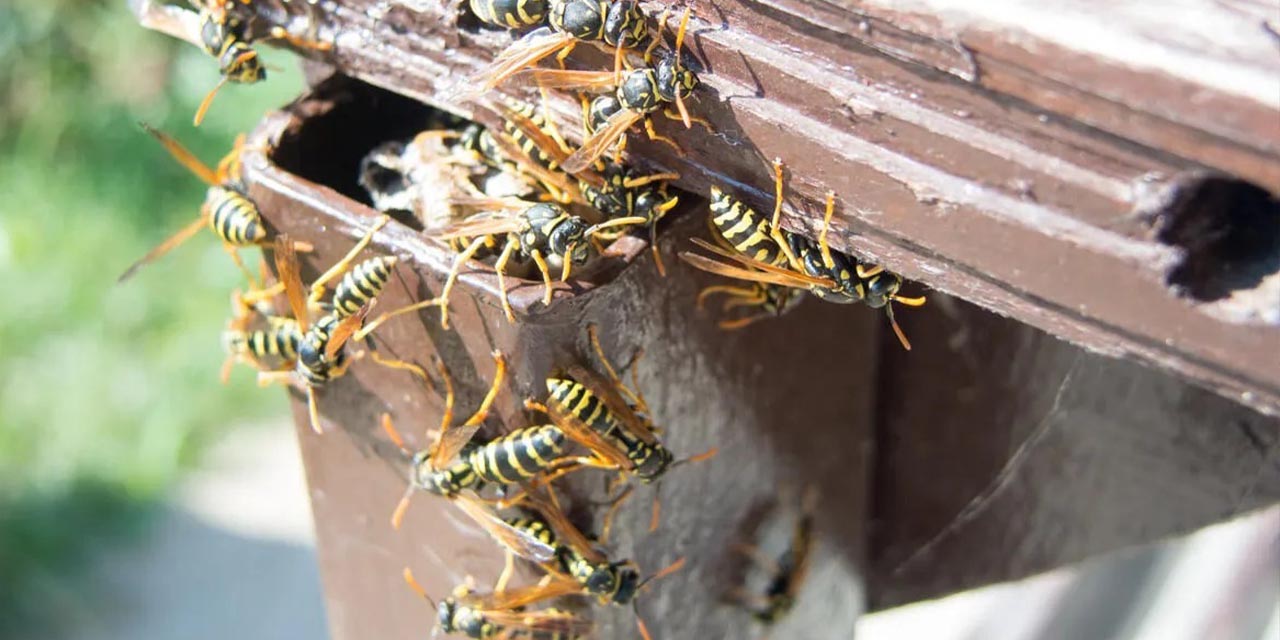 Kırıkkaleli çiftçiler yaban arılarından perişan!