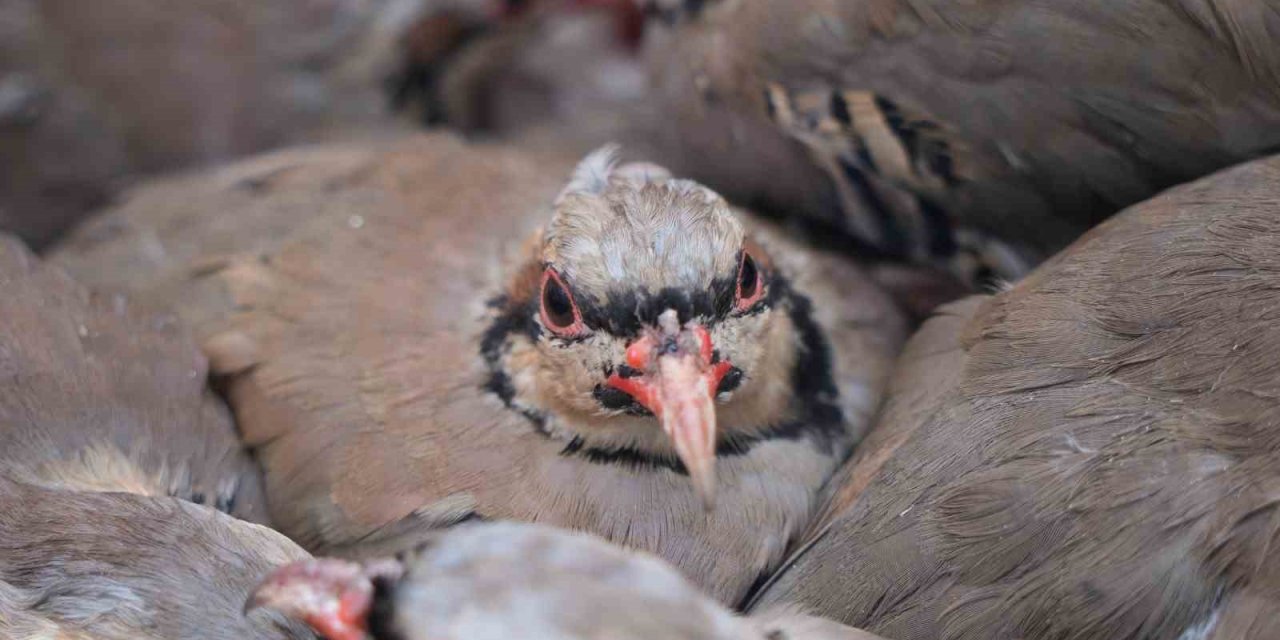Kenelere karşı mücadele sürüyor: 1 milyona yakın keklik doğaya salındı