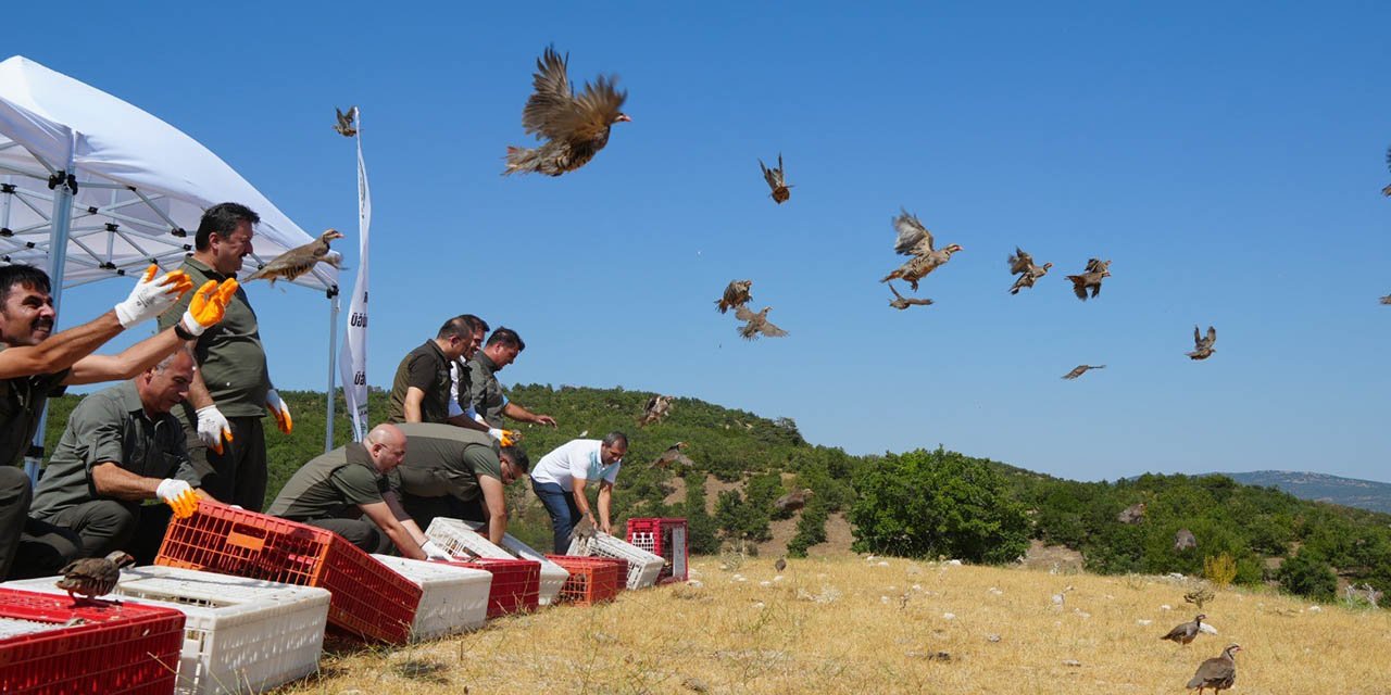 Kenelere karşı mücadele sürüyor
