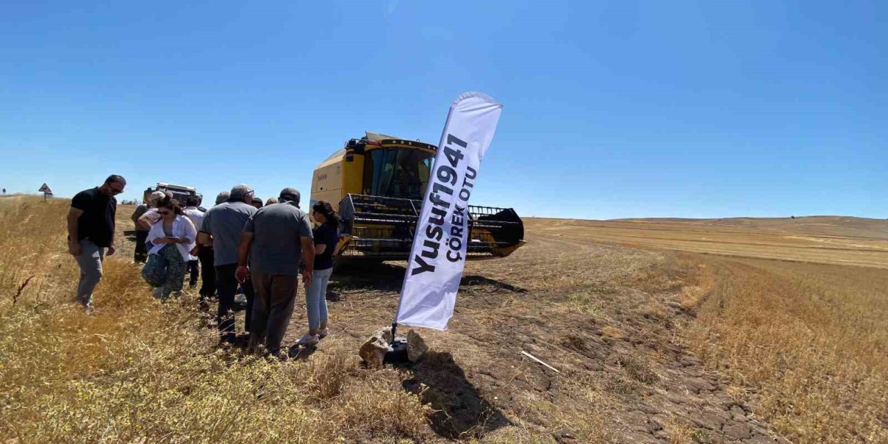 Alaca’da yüksek verimli çörek otunda hasat başladı