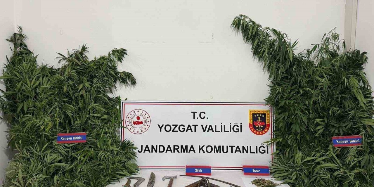 Yozgat’ta 243 kök kenevir ele geçirildi