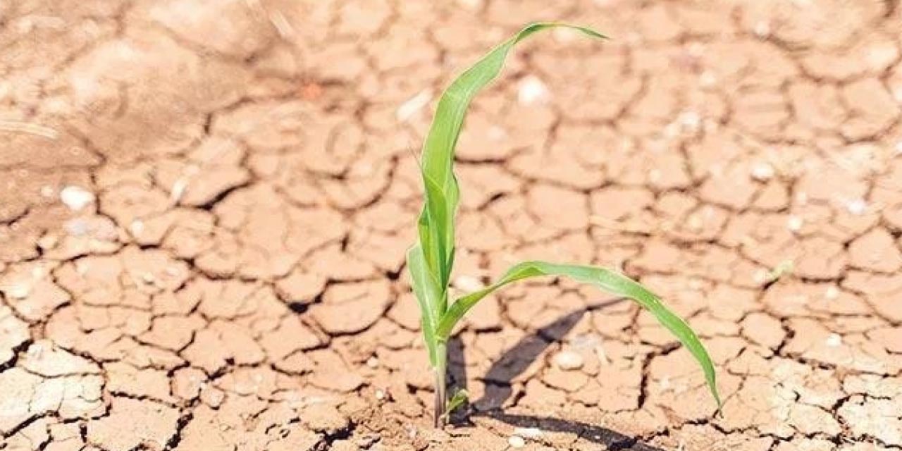 Çiftçiye kuraklık desteği mi geliyor?