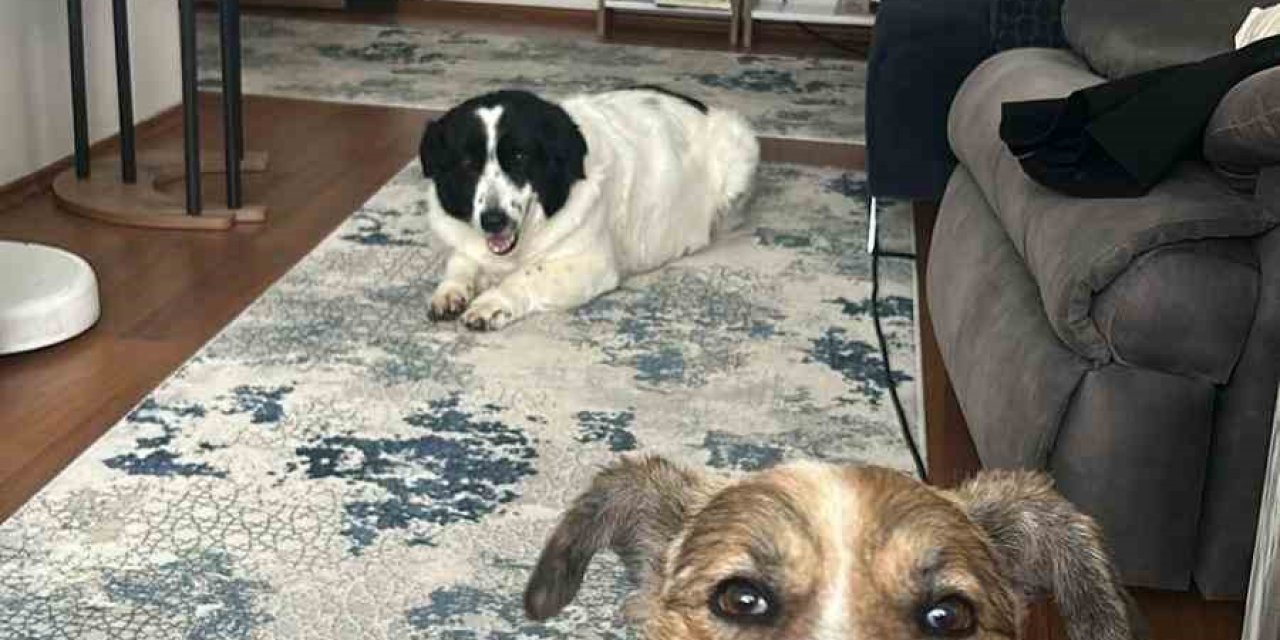 Hatay’dan Ankara’ya uzanan dostluk: Depremzede 2 köpek yeniden bir arada