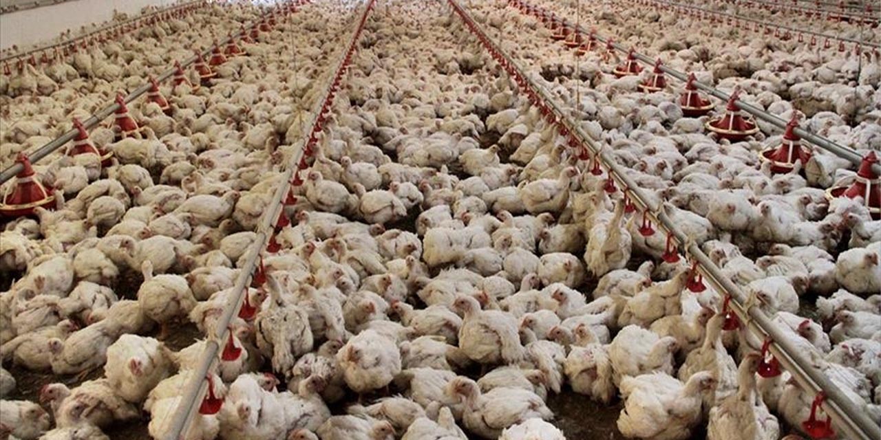 Tavuk üretimi arttı