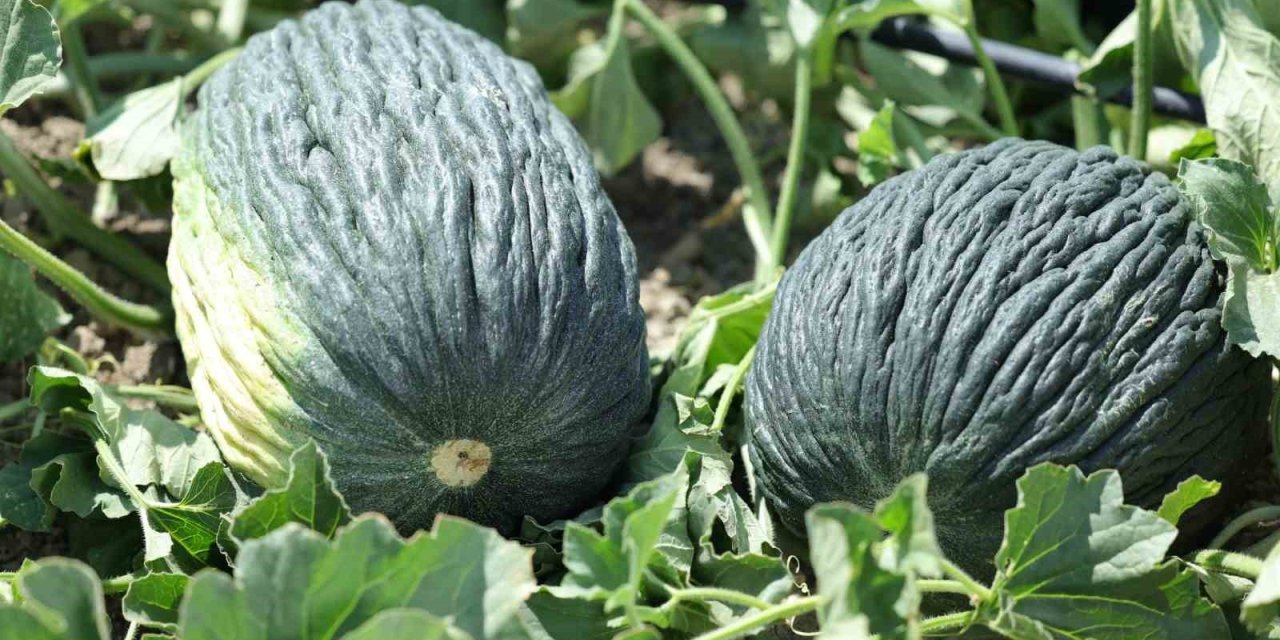 Kahramankazan kavunu için umutlar yeşerdi