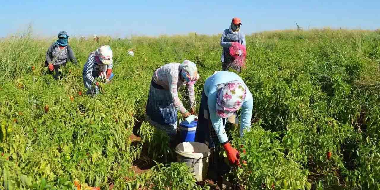 Tarım ürünleri üretici fiyat endeksi arttı