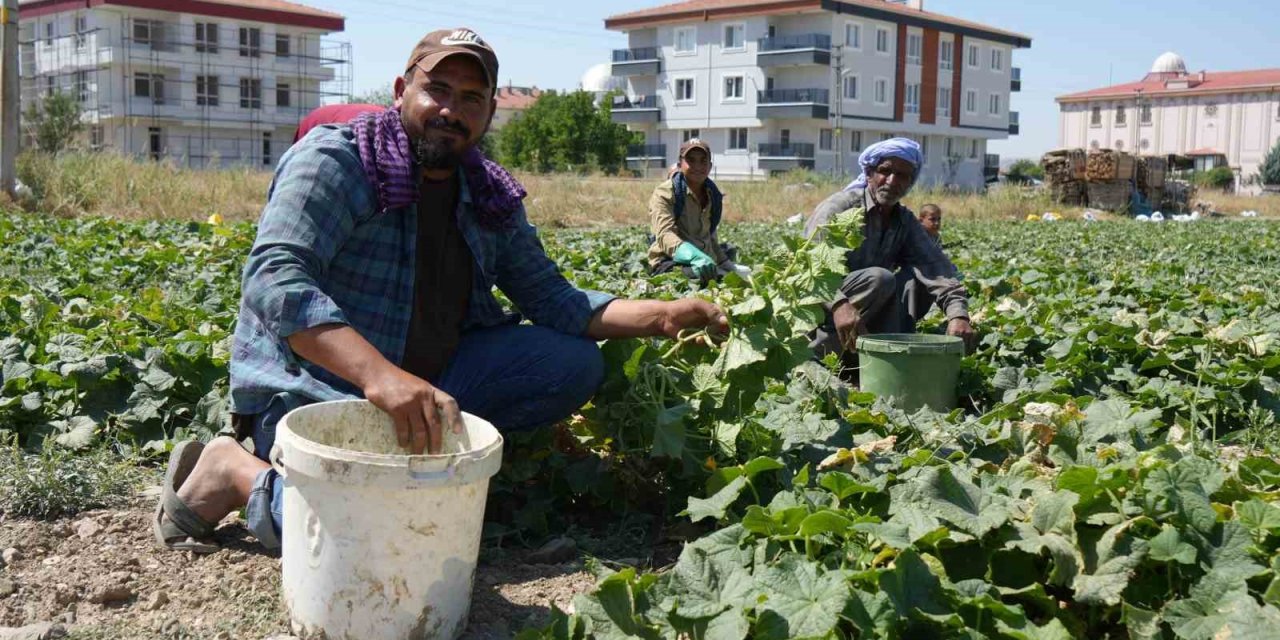 Rekor sıcaklara rağmen Çubuk’ta turşuluk salatalık hasadı sürüyor