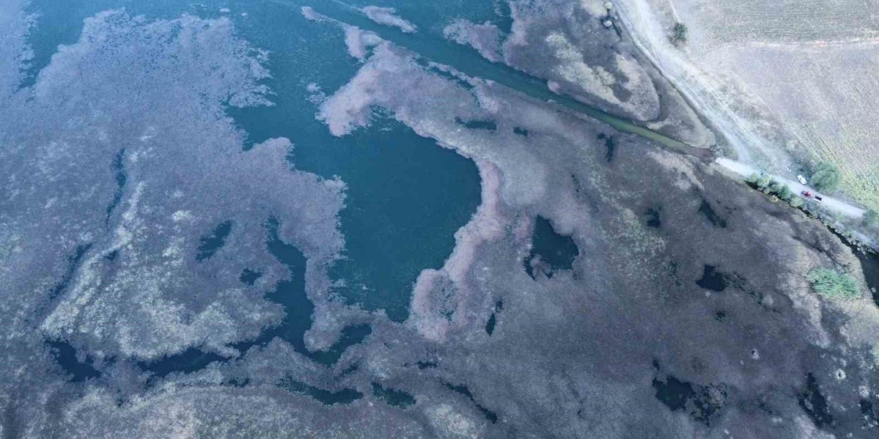 Hızla yayılan yosun ve sazlıklar göleti kapladı