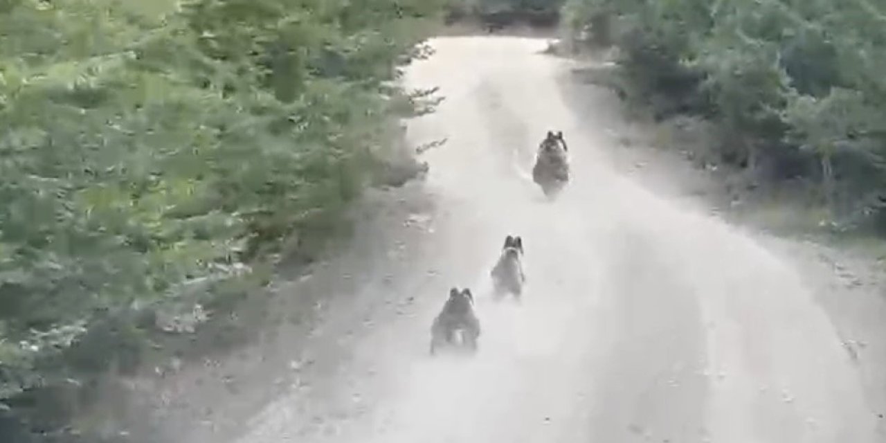 Seyir halindeki aracın önüne çıkan ayı ve yavruları kamerada