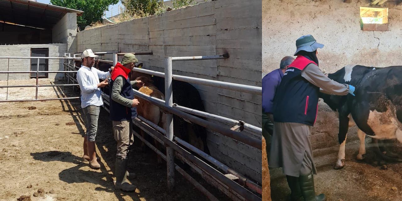 Şap hastalığına karşı aşılama çalışmaları sürüyor