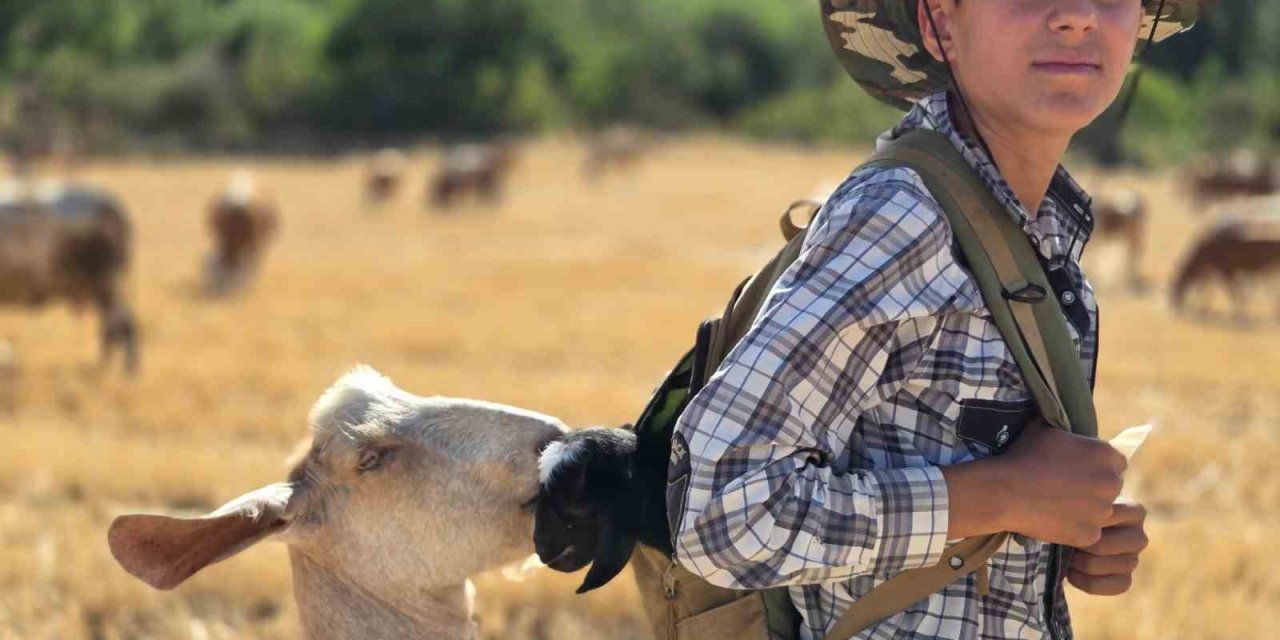 Yeni doğan oğlağı çantasında taşıdı, anne keçi peşinden ayrılmadı