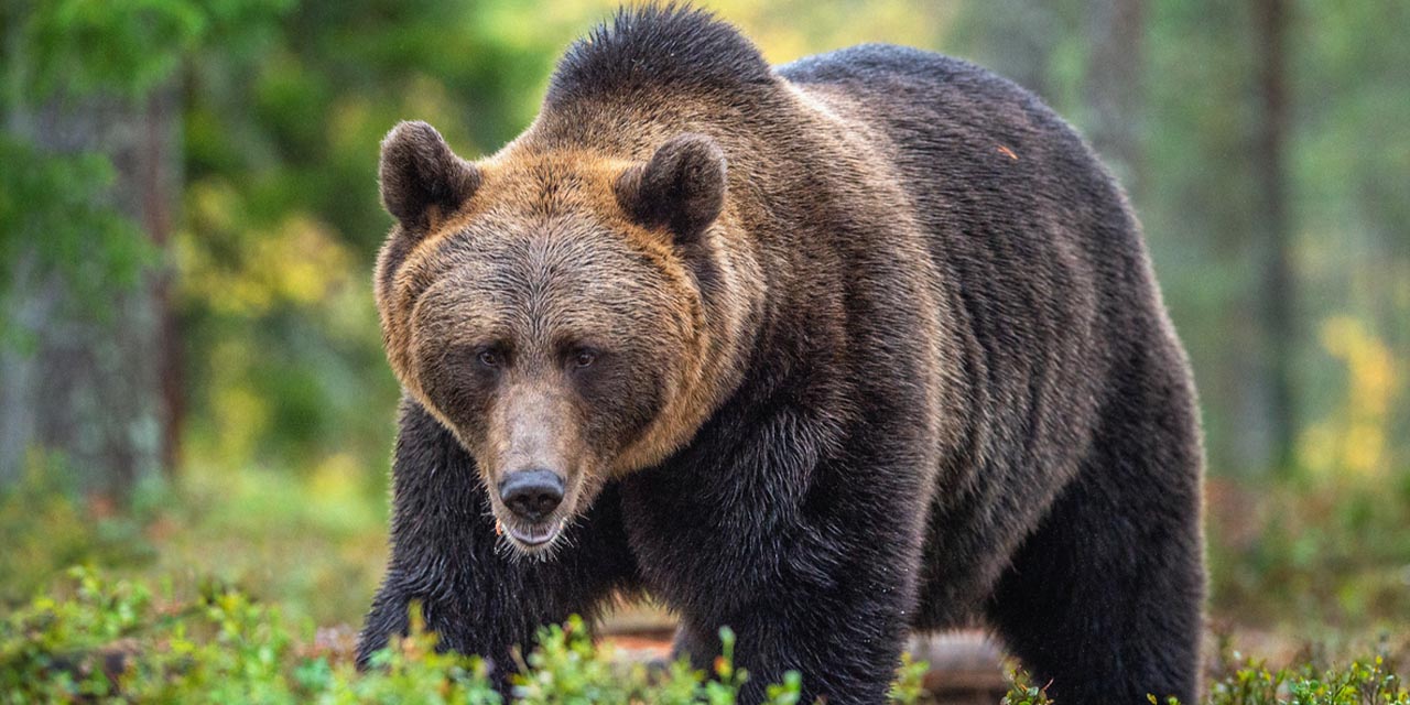 Karakeçili’de ayı paniği!