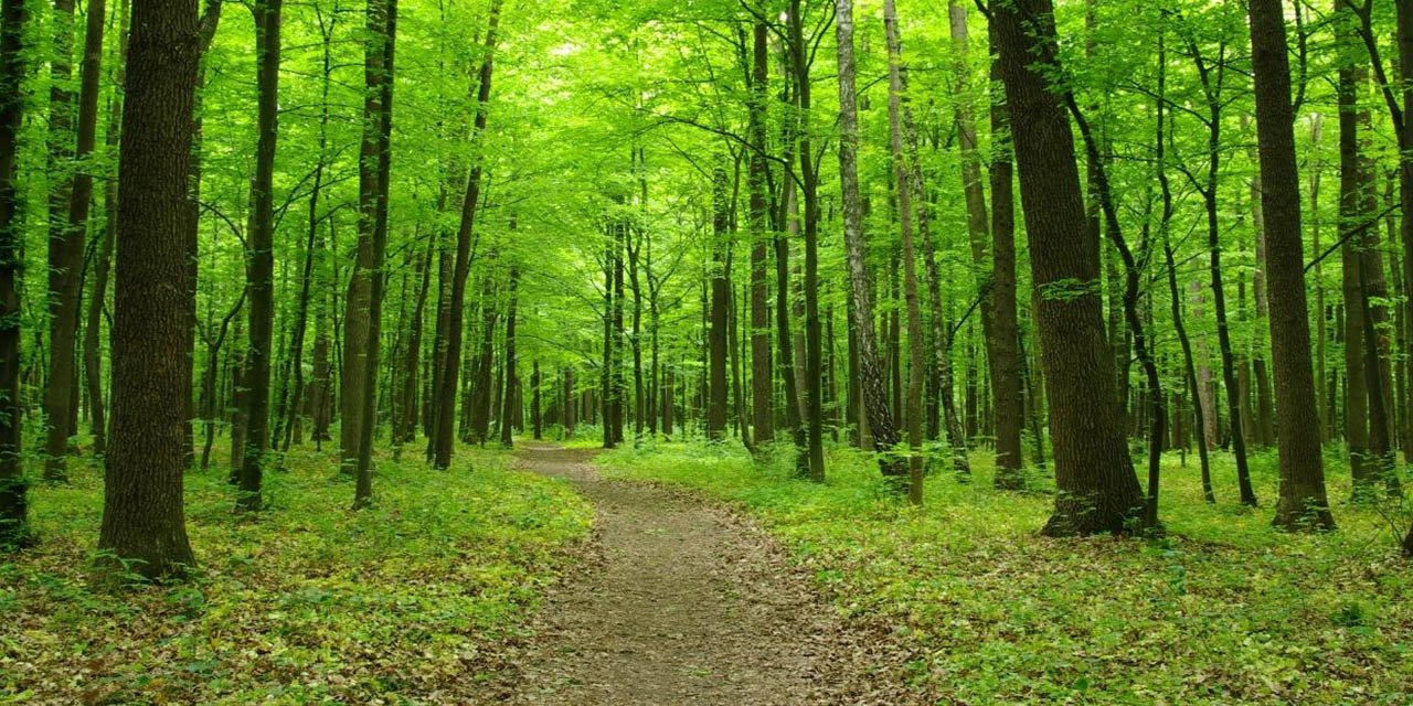 Ormanlarda yasa değişti!