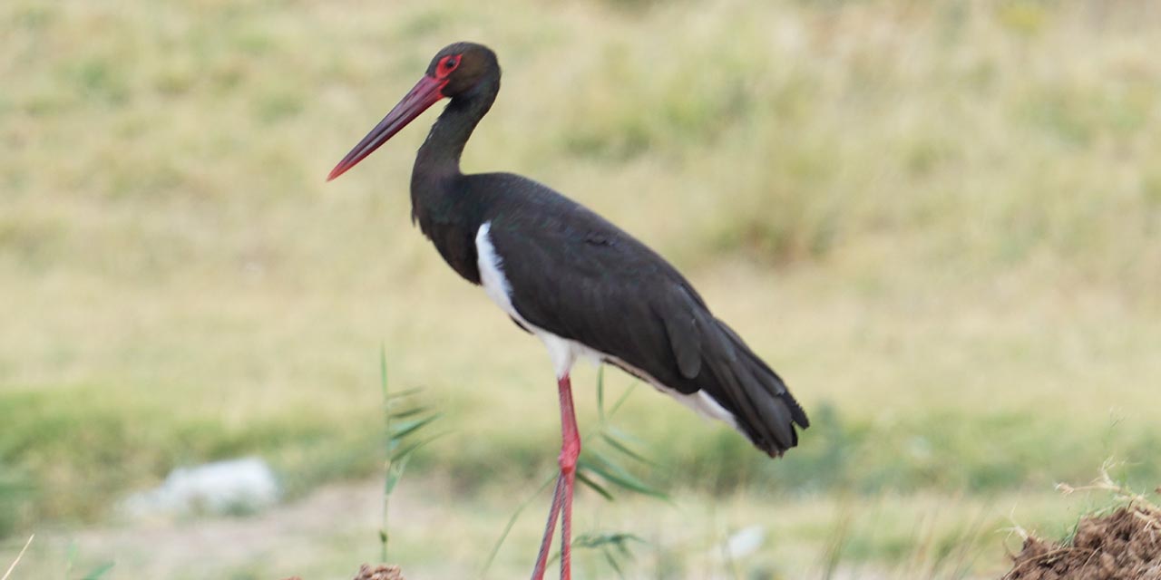 Kara leylek Kırıkkale’de görüntülendi