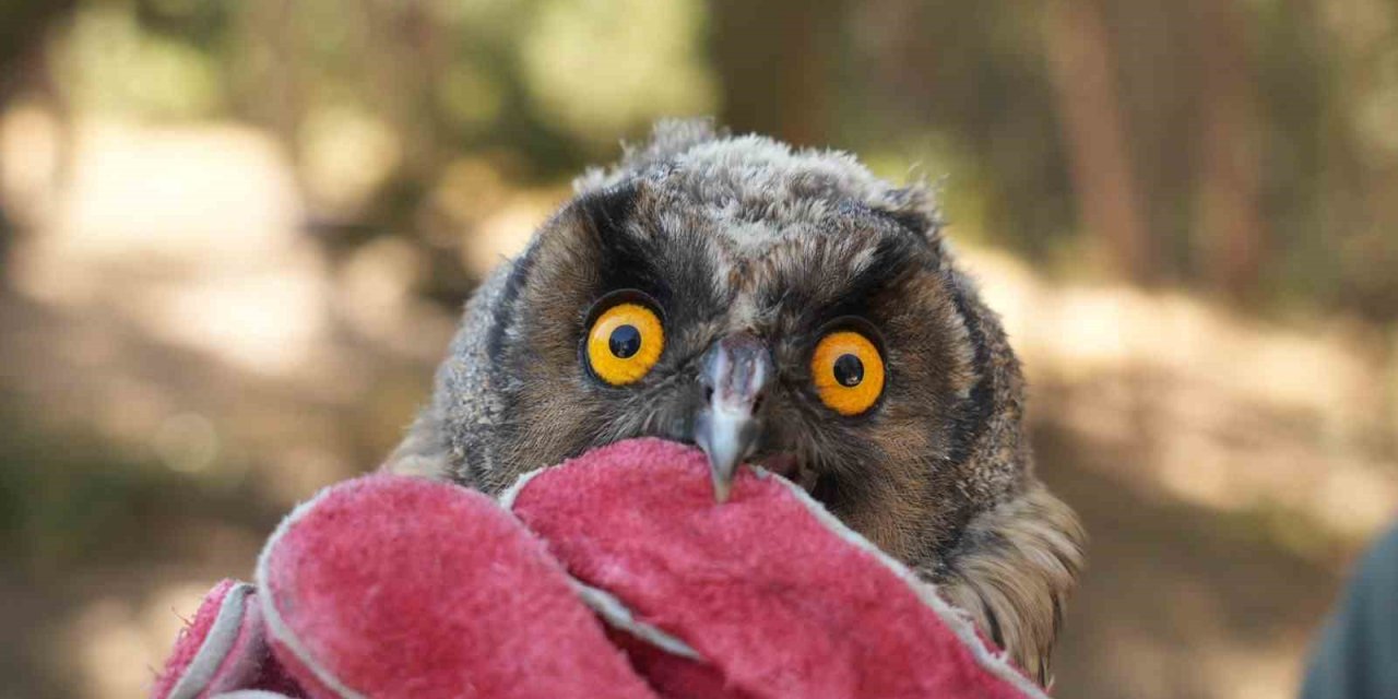 Doğaya kavuşan canlar: DKMP 76 bin yaban hayvanını doğaya kazandırdı