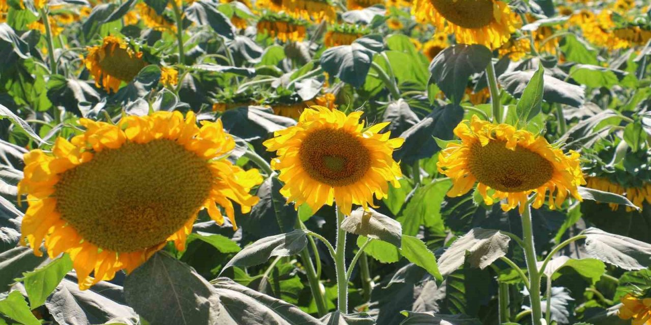 Kahramankazan’da ayçiçeği tarlaları havadan görüntülendi