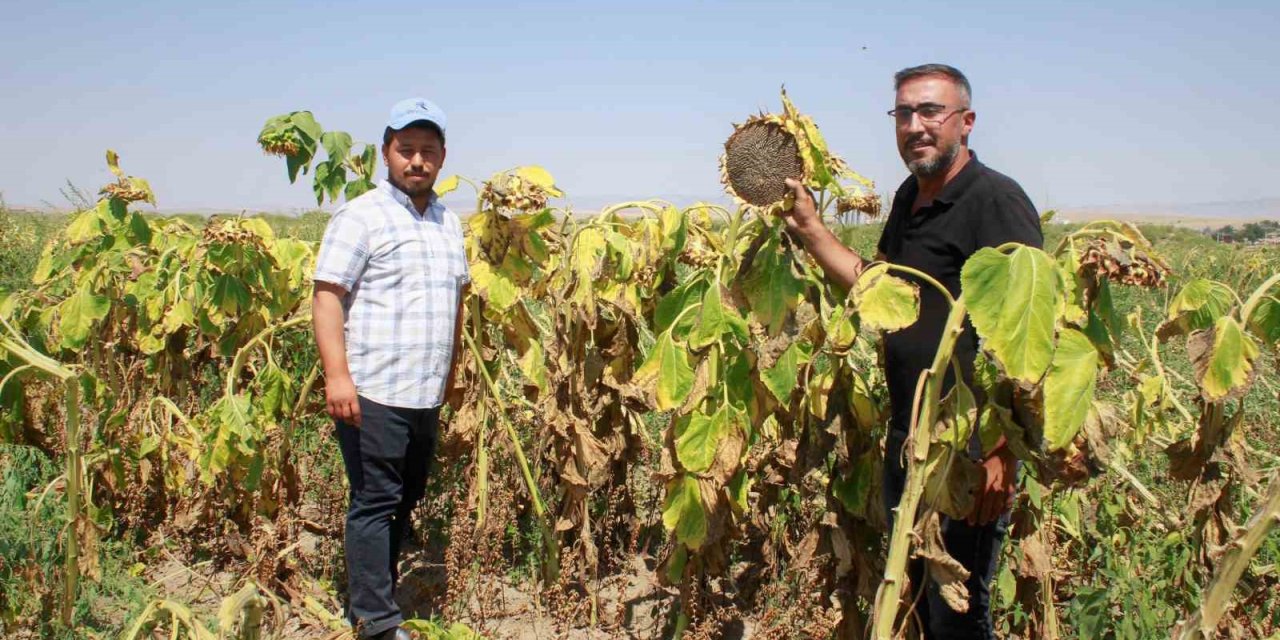 Yozgat’ta çerezlik ay çekirdeği hasadı başladı