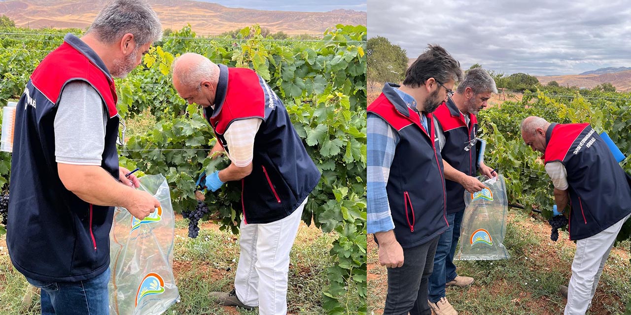 Hasat öncesi pestisit denetimi