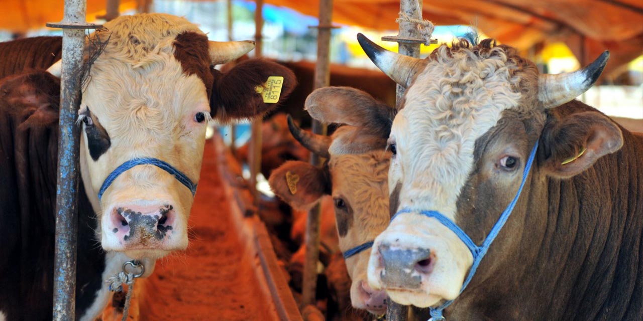 Kırıkkale’de hayvan pazarı yeniden açılıyor