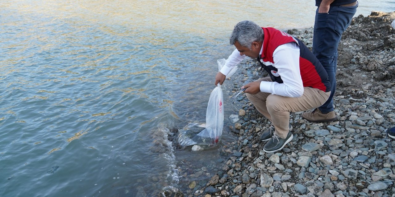 Kastamonu’da baraj ve göletlere 656 bin yavru sazan balığı salındı