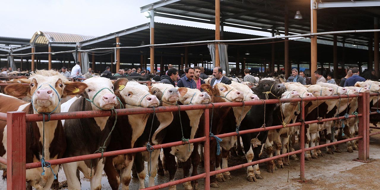 Hayvan pazarları yeniden açıldı
