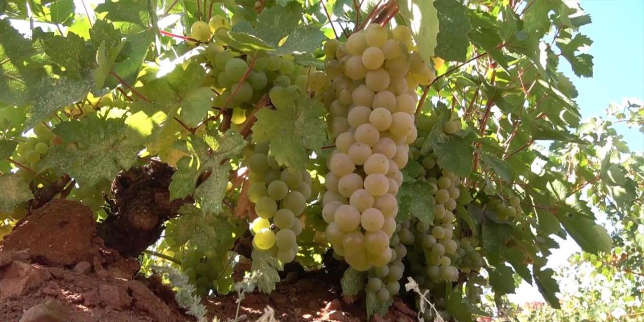 Bu lezzetler Kırıkkale topraklarında yetişiyor