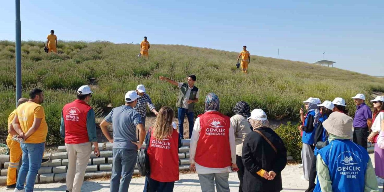 Gençler lavanta hasadı için bir araya geldi