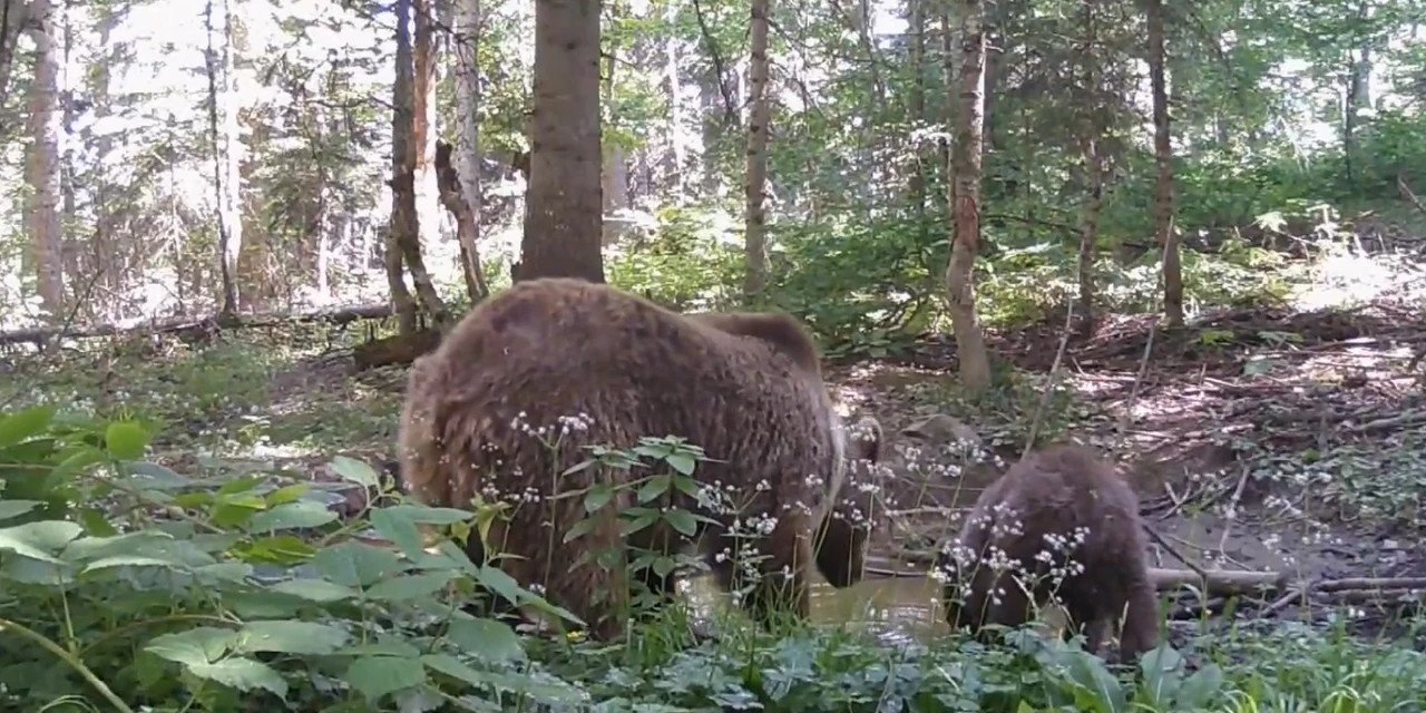 Kastamonu’da anne ayı ve yavrusu, su içerken fotokapana yakalandı
