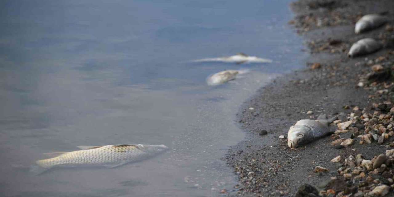 Kastamonu’da su seviyesi düşen barajda ölen balıklar kıyıya vurdu