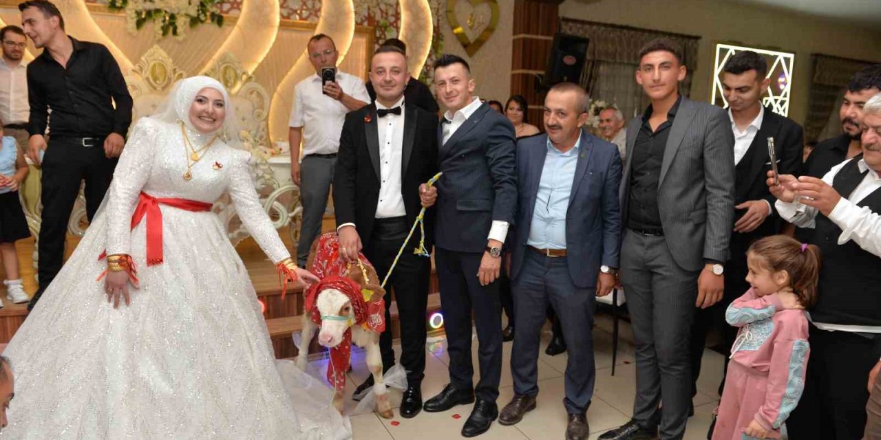 Düğünde gelin ve damada ilginç takı: Buzağı hediye ettiler